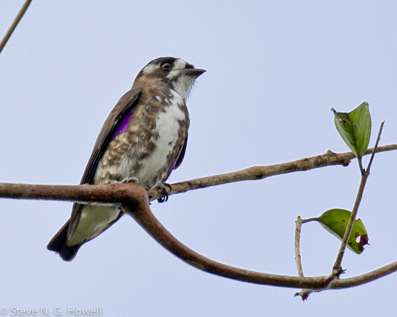 …where we’ll be at eye-level with the attractive little White-browed Purpletuft…
